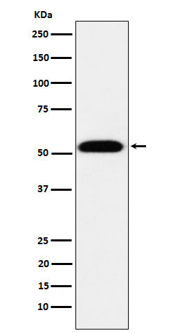 Western blot analysis of TEAD1 expression in 293T cell lysate.