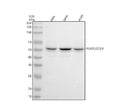 Anti-TEAD1/2/3/4 Rabbit Monoclonal Antibody