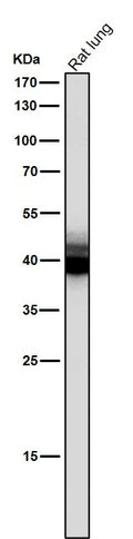All lanes use the Antibody at 1:1K dilution for 1 hour at room temperature.