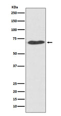 Western blot analysis of PDI expression in HeLa cell  lysate.