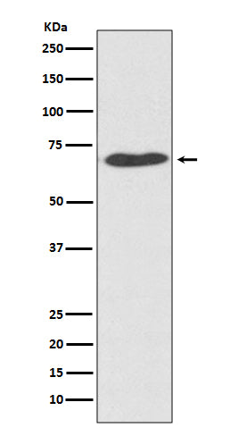 Western blot analysis of PDI expression in HeLa cell  lysate.