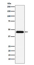 Western blot analysis of CD48 expression in Raji cell lysate.