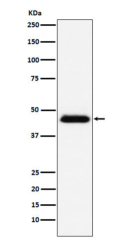 Western blot analysis of CD48 expression in Raji cell lysate.