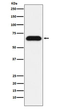 Western blot analysis of Nucleostemin expression in HeLa cell lysate.