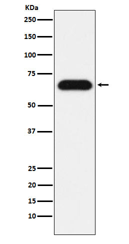 Western blot analysis of Nucleostemin expression in HeLa cell lysate.