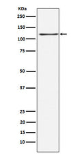 Western blot analysis of KSR1 expression in HEK293 cell lysate.