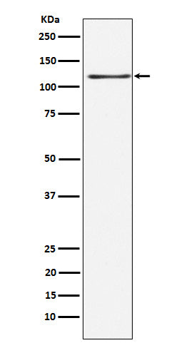 Western blot analysis of KSR1 expression in HEK293 cell lysate.