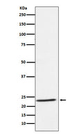 Western blot analysis of IL32 expression in Human tonsil lysate.
