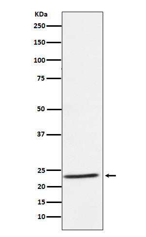 Western blot analysis of IL32 expression in Human tonsil lysate.