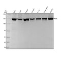 Anti-PHF8 Monoclonal Antibody