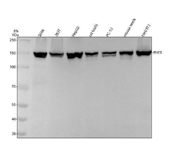 Anti-PHF8 Monoclonal Antibody