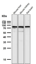 All lanes use the Antibody at 1:2K dilution for 1 hour at room temperature.