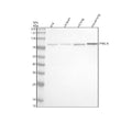 Anti-PKC eta Rabbit Monoclonal Antibody