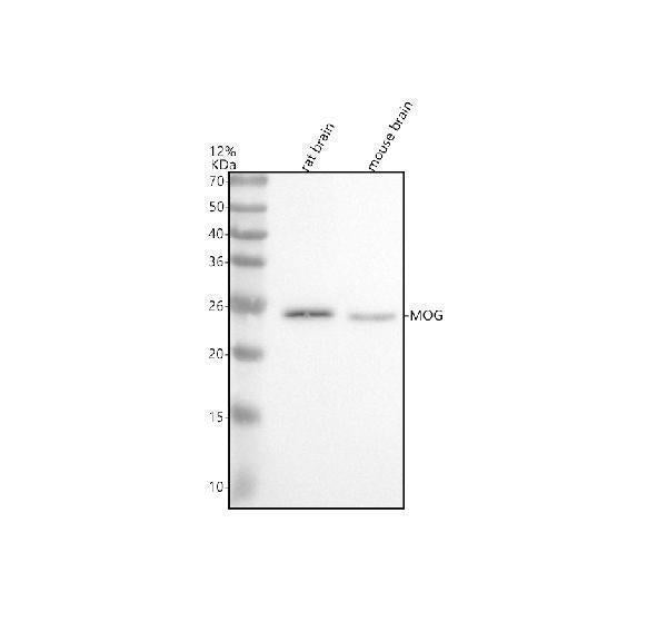 Anti-Myelin oligodendrocyte glycoprotein Monoclonal Antibody