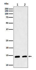 Western blot analysis of CRABP2 expression in (1) MCF7 cell lysate; (2) Mouse skin lysate.