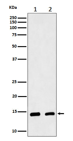 Western blot analysis of CRABP2 expression in (1) MCF7 cell lysate; (2) Mouse skin lysate.