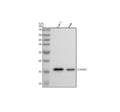 Anti-CDKN2C Rabbit Monoclonal Antibody