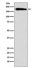 Western blot analysis of SMARCC1 expression in HeLa cell lysate.