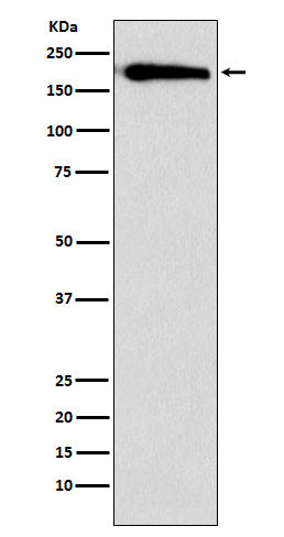 Western blot analysis of SMARCC1 expression in HeLa cell lysate.