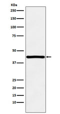 Western blot analysis of HOXA13 expression in 293T cell lysate.