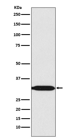 Western blot analysis of REA expression in HeLa cell lysate.