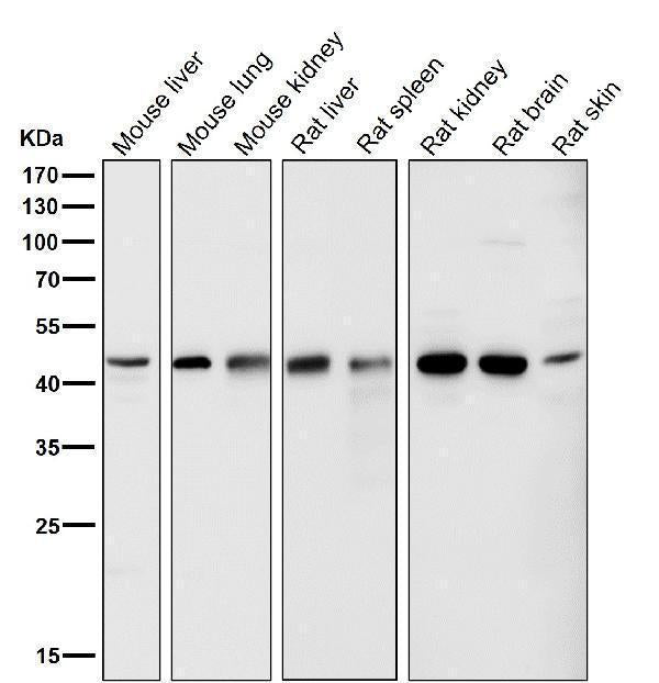 All lanes use the Antibody at 1:5K dilution for 1 hour at room temperature.