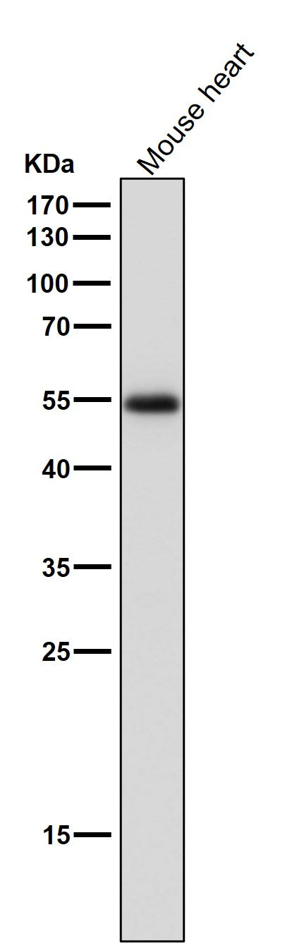 All lanes use the Antibody at 1:3K dilution for 1 hour at room temperature.