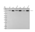 Anti-Pumilio 2 Rabbit Monoclonal Antibody
