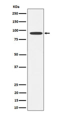 Western blot analysis of Glyt2 expression in SH-SY5Y cell lysate.