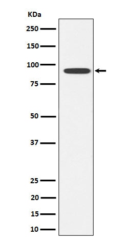 Western blot analysis of Glyt2 expression in SH-SY5Y cell lysate.