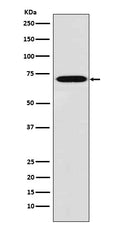 Western blot analysis of Plastin L expression in THP1 cell lysate.