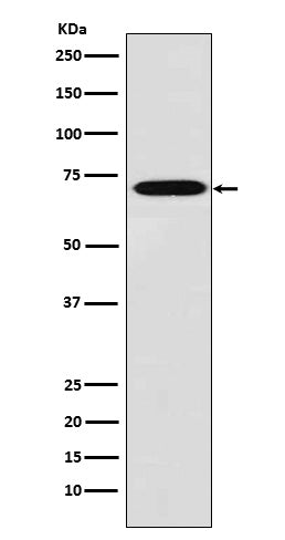 Western blot analysis of Plastin L expression in THP1 cell lysate.
