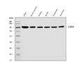 Anti-Calnexin/CANX Antibody Picoband® (monoclonal, 8D10B3)