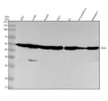 Anti-CBX4 Rabbit Monoclonal Antibody