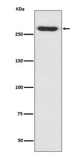 Western blot analysis of NG2 expression in A375 cell lysate.