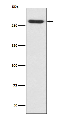 Western blot analysis of NG2 expression in A375 cell lysate.