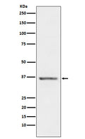 Western blot analysis of STC1 expression in Human Prostate lysate.
