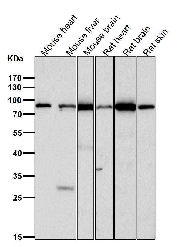 All lanes use the Antibody at 1:1W dilution for 1 hour at room temperature.