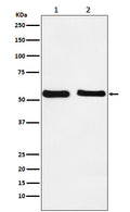 Western blot analysis of KLF10 expression in (1) HepG2 cell lysate; (2) NIH/3T3 cell lysate.