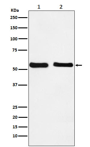 Western blot analysis of KLF10 expression in (1) HepG2 cell lysate; (2) NIH/3T3 cell lysate.