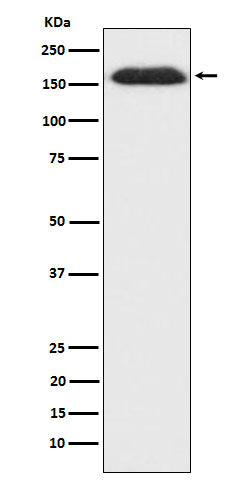 Western blot analysis of SUPT5H expression in HepG2 cell lysate.