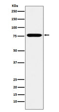 Western blot analysis of KIF3A expression in SH-SY5Y cell lysate.