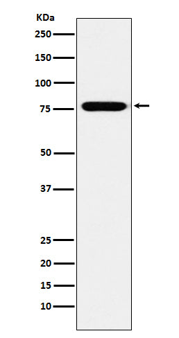Western blot analysis of KIF3A expression in SH-SY5Y cell lysate.