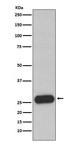 Western blot analysis of Mast Cell Chymase expression in Human small intestine lysate.