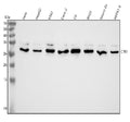 Anti-CTR1/SLC31A1 Rabbit Monoclonal Antibody