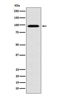 Western blot analysis of RanBP9 expression in HeLa cell lysate.
