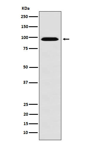 Western blot analysis of RanBP9 expression in HeLa cell lysate.