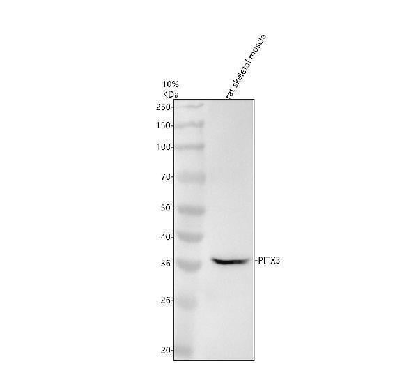 Anti-PITX3 Rabbit Monoclonal Antibody