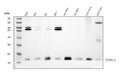 Anti-DYNLL1/PIN Antibody Picoband® (monoclonal, 6G2H1)