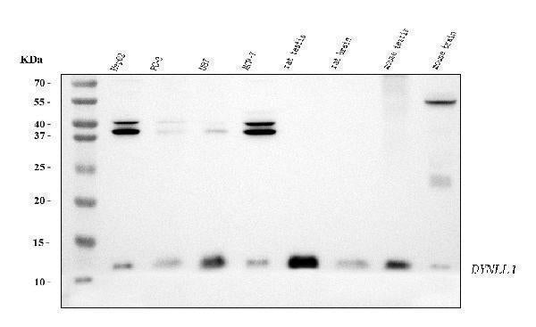 Anti-DYNLL1/PIN Antibody Picoband® (monoclonal, 6G2H1)